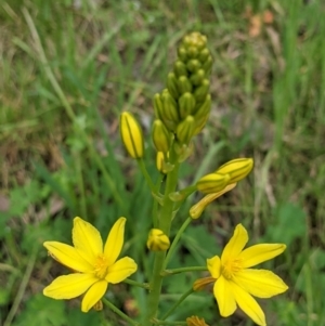 Bulbine bulbosa at West Wodonga, VIC - 12 Oct 2021 09:07 AM