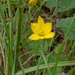 Bulbine bulbosa at West Wodonga, VIC - 12 Oct 2021 09:07 AM