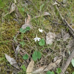 Caladenia carnea at West Wodonga, VIC - 12 Oct 2021