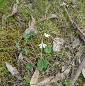 Caladenia carnea at West Wodonga, VIC - suppressed