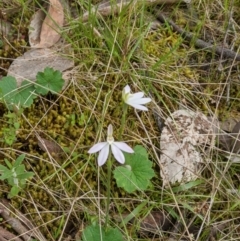 Caladenia carnea at West Wodonga, VIC - suppressed