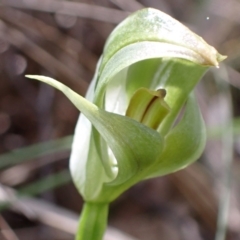 Pterostylis curta (Blunt Greenhood) at Tidbinbilla Nature Reserve - 8 Oct 2021 by AnneG1