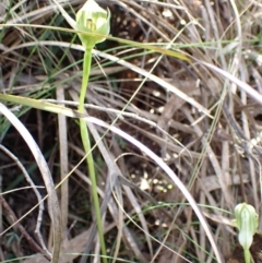 Pterostylis curta at Paddys River, ACT - suppressed