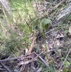 Pterostylis curta at Paddys River, ACT - suppressed