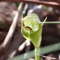 Pterostylis curta at Paddys River, ACT - suppressed