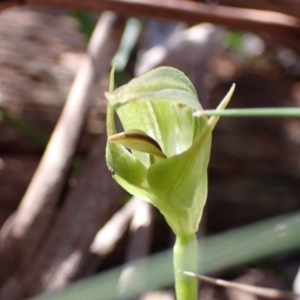 Pterostylis curta at Paddys River, ACT - suppressed