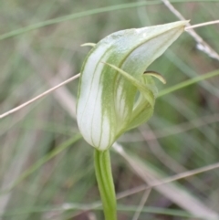 Pterostylis curta at Paddys River, ACT - suppressed