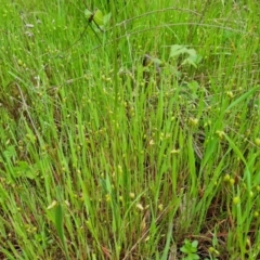 Briza maxima (Quaking Grass, Blowfly Grass) at Callum Brae - 12 Oct 2021 by Mike