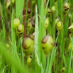 Briza maxima at Jerrabomberra, ACT - 12 Oct 2021