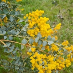 Acacia cultriformis (Knife Leaf Wattle) at Jerrabomberra, ACT - 12 Oct 2021 by Mike