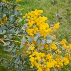 Acacia cultriformis (Knife Leaf Wattle) at Callum Brae - 12 Oct 2021 by Mike