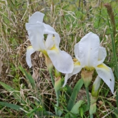 Iris germanica (Tall Bearded Iris) at Jerrabomberra, ACT - 12 Oct 2021 by Mike