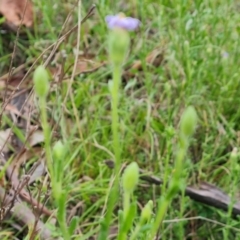 Vittadinia cuneata var. cuneata (Fuzzy New Holland Daisy) at Callum Brae - 12 Oct 2021 by Mike