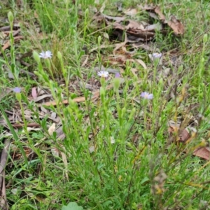 Vittadinia cuneata var. cuneata at Jerrabomberra, ACT - 12 Oct 2021