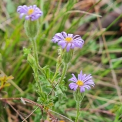 Vittadinia cuneata var. cuneata at Jerrabomberra, ACT - 12 Oct 2021