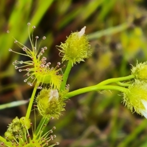 Drosera gunniana at Jerrabomberra, ACT - 12 Oct 2021