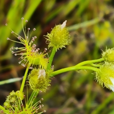 Drosera gunniana (Pale Sundew) at Callum Brae - 12 Oct 2021 by Mike