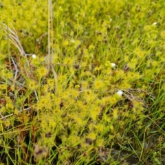 Drosera gunniana at Jerrabomberra, ACT - 12 Oct 2021