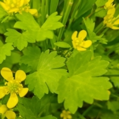 Ranunculus repens (Creeping Buttercup) at Callum Brae - 12 Oct 2021 by Mike