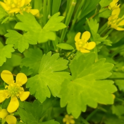 Ranunculus repens (Creeping Buttercup) at Symonston, ACT - 12 Oct 2021 by Mike