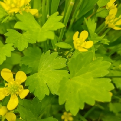 Ranunculus repens (Creeping Buttercup) at Callum Brae - 12 Oct 2021 by Mike