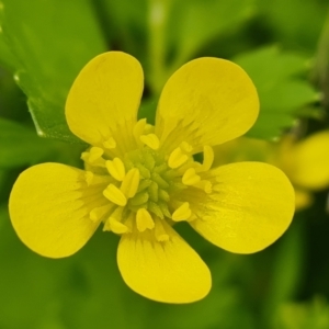 Ranunculus repens at Symonston, ACT - 12 Oct 2021