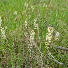 Stackhousia monogyna (Creamy Candles) at Symonston, ACT - 12 Oct 2021 by Mike