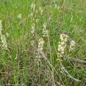 Stackhousia monogyna at Symonston, ACT - 12 Oct 2021