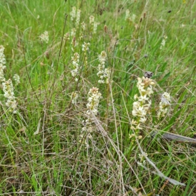 Stackhousia monogyna (Creamy Candles) at Symonston, ACT - 12 Oct 2021 by Mike