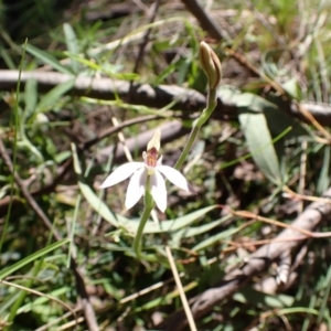 Caladenia carnea at Paddys River, ACT - suppressed