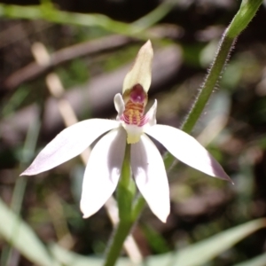 Caladenia carnea at Paddys River, ACT - suppressed