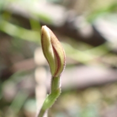 Caladenia carnea at Paddys River, ACT - suppressed