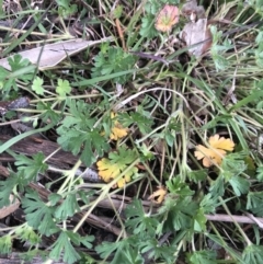 Geranium sp. (Geranium) at Flea Bog Flat to Emu Creek Corridor - 12 Oct 2021 by Dora