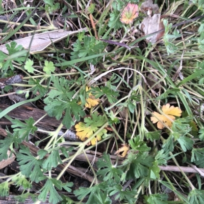 Geranium sp. (Geranium) at Belconnen, ACT - 12 Oct 2021 by Dora