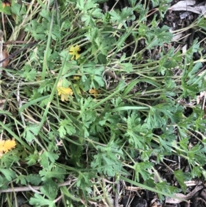 Geranium sp. at Belconnen, ACT - 12 Oct 2021