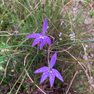 Glossodia major at Bungendore, NSW - 12 Oct 2021