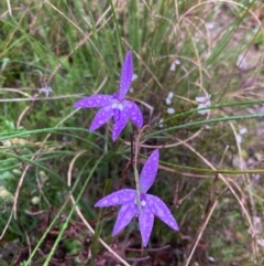 Glossodia major (Wax Lip Orchid) at Bungendore, NSW - 12 Oct 2021 by yellowboxwoodland