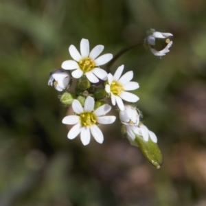 Erophila verna at Mount Clear, ACT - 9 Oct 2021