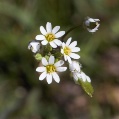 Erophila verna (Whitlow Grass) at Mount Clear, ACT - 9 Oct 2021 by RAllen