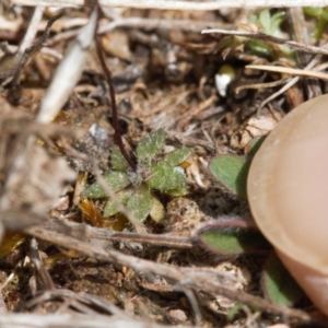 Erophila verna at Mount Clear, ACT - 9 Oct 2021