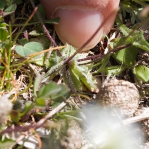 Erophila verna at Mount Clear, ACT - 9 Oct 2021