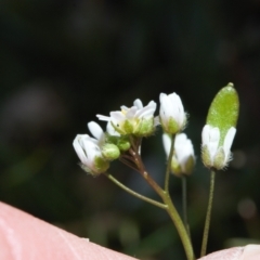 Erophila verna at Mount Clear, ACT - 9 Oct 2021