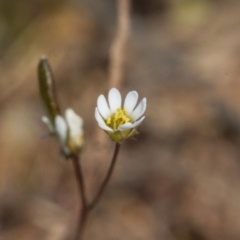 Erophila verna at Mount Clear, ACT - 9 Oct 2021