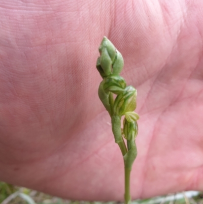 Hymenochilus bicolor (Black-tip Greenhood) at Callum Brae - 12 Oct 2021 by jamie.barney