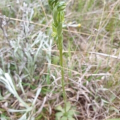 Hymenochilus bicolor (ACT) = Pterostylis bicolor (NSW) at Jerrabomberra, ACT - 12 Oct 2021