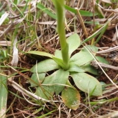 Hymenochilus bicolor (ACT) = Pterostylis bicolor (NSW) at Jerrabomberra, ACT - 12 Oct 2021