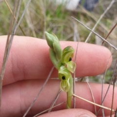 Hymenochilus bicolor (ACT) = Pterostylis bicolor (NSW) at Jerrabomberra, ACT - 12 Oct 2021