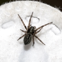 Badumna sp. (genus) (Lattice-web spider) at Bruce, ACT - 12 Oct 2021 by AlisonMilton