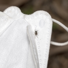 Badumna sp. (genus) at Bruce, ACT - 12 Oct 2021