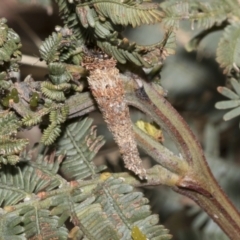 Lepidoscia (genus) IMMATURE (Unidentified Cone Case Moth larva, pupa, or case) at Bruce Ridge - 11 Oct 2021 by AlisonMilton